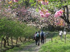 今年初めての秩父ハイキング⑥長瀞・通り抜けの桜を見る・・・その１