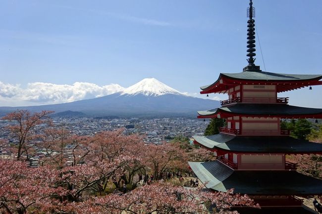 新倉山浅間公園　「富士の眺め日本一」富士山、五重塔、さくら