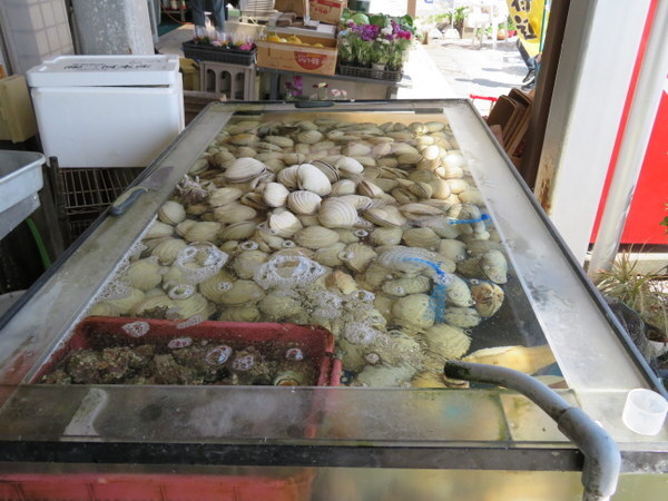 大アサリが食べたくて伊良湖へ part2 渥美半島 伊良湖 愛知県 の旅行記 ブログ By Arisuさん フォートラベル 大アサリが食べたくて伊良湖へ part2 渥美半島 伊良湖 愛知県 の旅行記 ブログ By Arisuさん フォートラベル
