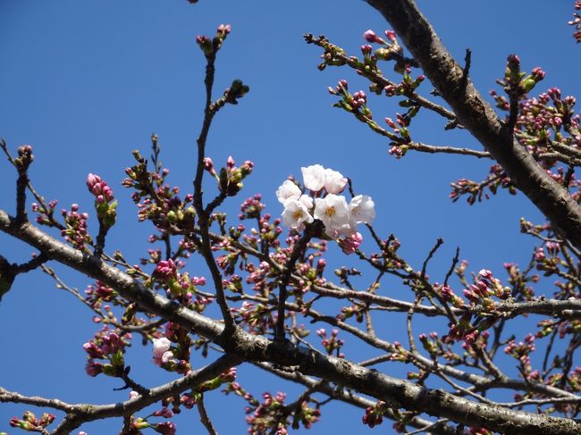 ４月１４日（土）AMの桜の状況です。<br />１輪開花<br />4月17日(火)AMの状況を追加しました。<br />ちらほら咲き