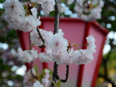 大阪造幣局　桜の通り抜け！2018年