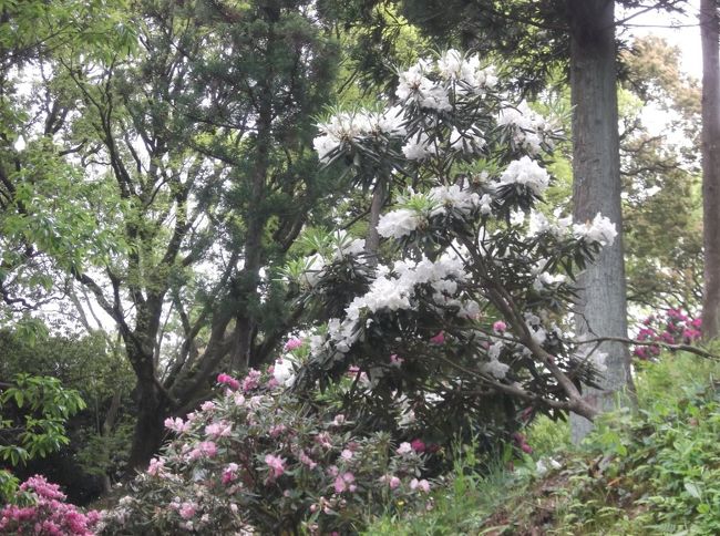 いつもの中高年山岳会、日程だけ決めたおいたのですが、曇→雨のイマイチな予報。山を歩いても仕方なさそうなので、花見でもしますか。<br />言わば消去法で出かけたのは、20年くらい前、子どもの幼稚園の遠足で何回か行った蓮華寺池公園(藤枝市)。大人だけだとゆっくり回れて良かったです。桜は終わってましたが、八重桜(里桜というそう)、藤、石楠花がきれいでした。正直あまり期待していなかったのですが、うれしい想定外！<br />頂上で展望を楽しみながら、１時間半ほど飲食しました。引き揚げるころからぽつぽつ雨が。適当に選んだ蓮華寺池公園でしたが、皆さん喜んでくれてラッキーでした。