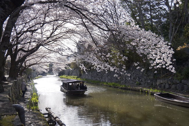 滋賀県近江八幡にある八幡堀の春の風景です。<br />JR近江八幡駅から車で15分ほどの場所にある堀で、<br />よく時代劇等の撮影で使用されています。<br />あまり知られていない観光地なのでまだ人が少なく、ゆっくりと桜を堪能する事ができます。<br />八幡堀の周りにはあの有名なお菓子屋さんのたねやや近江牛コロッケ、近江牛の握りなど堪能できる場所があり、食べ歩きにも最適です。<br />是非訪れてみてはいかがでしょうか。とてもオススメスポットです。