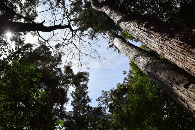 10泊11日の旅もいよいよ大詰め、<br />実質最終日の10日めは三重県伊勢市へ。<br /><br />神社でオリジナルの御朱印帳を購入すると<br />最初と次を空けて、三頁めに書かれる神社がまれにあります。<br />「一番はお伊勢さん」なので、「後で空いてる一・二頁めに<br />内宮外宮の御朱印を頂く様に」という事だそうです。<br />一昨年参拝した秩父の三峯神社の御朱印帳が<br />ちょうど一・二頁を残して埋まった所だったので<br />旅の最後にお参りする事にしました。<br /><br /><br />本日の回収事項 ⑰三峯神社の御朱印帳にお伊勢さんの御朱印を頂く<br />