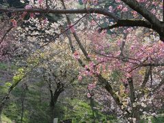 今年初めての秩父ハイキング⑦長瀞・通り抜けの桜を見る・・その2