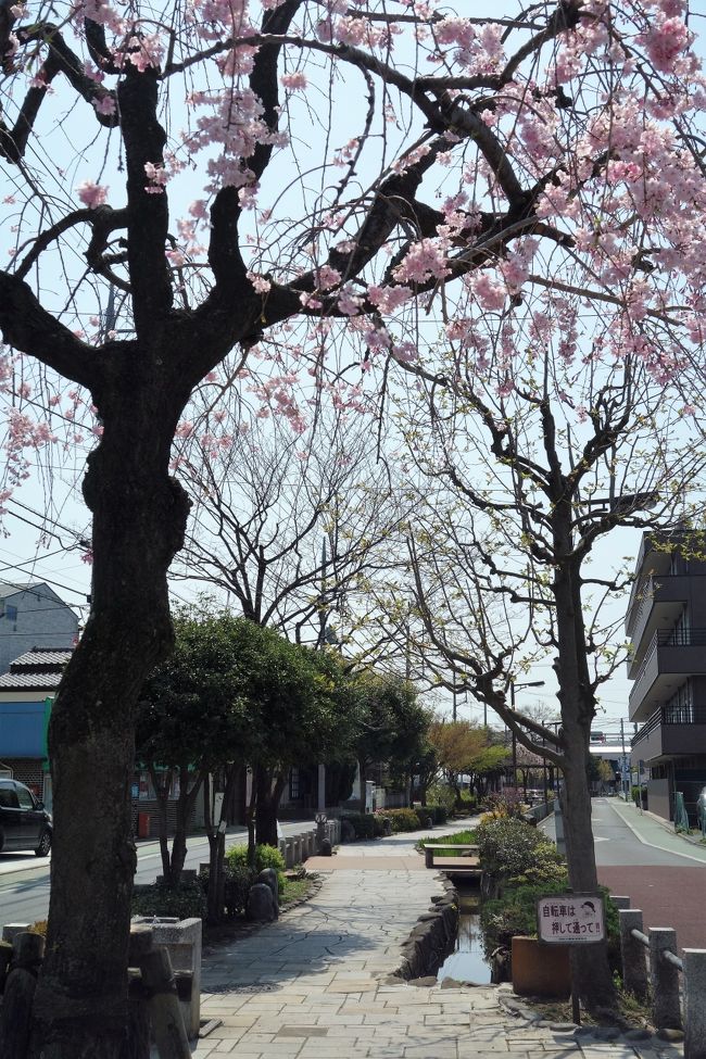 元々PHOは同じ所へ何度もリピするのは好みじゃないんだよね。だから、毎年巡って来る桜や紅葉シーズンは何処へ行こうか思案する羽目になる。近隣の交通費が安く済む(しつこいけど、此処とっても大事)名所なんかとっくに廻っちゃってるからさ。<br />しかも今年は例年に無く開花が早く、準備期間も無いうち、って何しろ週半ばに都内でさえ雪降っちゃって、見頃予想がしっちゃかめっちゃか★のうちに満開間近メールが届いたり。<br />で、毎度の事ながら、それほど時間をかけずに且つお得にお花見の名所をハシゴ出来ないか？って考えたの。何しろ週末、月末、年度末の三重苦で、土曜日も出勤してるし。<br />其処で役に立ったのが、都営まるごときっぷ。都バス、都電は勿論、都営地下鉄、日暮里舎人ライナーまで1日乗り放題で700円なの。都営交通って初乗りがJRや東京メトロより高い200円台からだから、すぐに元が取れるよ。<br /><br /><br />この日行こうとしてたのは尾久の原公園と舎人公園、どっちも日暮里舎人ライナー沿線に在る。素直に其処に向かえば良いのに、そう出来ないのがPHOの致命傷。余計な好奇心が頭をもたげて、せっかくなら日暮里舎人ライナーの一番端っこってどうなってるの？電車賃かからない時に見ときたくない？<br />それで寄り道したのが大事になって、旅行記1つになっちゃった。<br />https://ssl.4travel.jp/tcs/t/editalbum/edit/11344529/<br />4時にヘアサロンの予約が有るって言うのに。<br />まだ、たどり着かないんだよ、メインイベントに