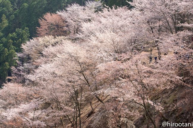 今年もまた吉野山千本桜を見に出かけました。<br />吉野山の桜は1300年も前から「ご神木」として崇拝され、信仰の対象として手厚く保護されてきた歴史が大きな特徴です。<br /><br />昨年は、バスツアーで出かけたのですが、現地での時間が短く、とても慌ただしいものでした。。今回は、クラブツーリズムの「歩く旅」で、近鉄の特別列車「かぎろひ号」を使い、現地で5時間以上滞在するものを選びました。<br /><br />今年は、桜の開花が早く、２日ほど前の新聞で吉野山は中千本までほぼ満開との報道があって、大変期待していました。ところが、当日のガイドさんの説明では、前日の風雨で、中千本はほとんど散ってしまい、上千本が半分程度残り、奥千本が満開ということでした。どうなることやらと期待と不安を持ちながら現地に向かいました。<br /><br />名古屋から桜井までの2時間の列車の旅の後、バスで約1時間かけて、吉野山に到着。