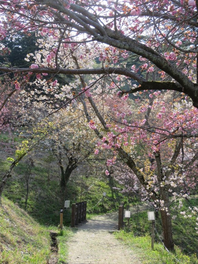 通り抜けの桜は宝登山山麓にあり、30種類、約500本の八重桜が植栽されています。　今年三月中旬過ぎに暖かい日が続いたために八重桜の開花が例年より10日以上早まりました。　このために通り抜けの桜の開園は例年より早く4月11日からとなっています。　開園前に訪れた通り抜けの桜はカンザンやウコン、オオシマザクラ等の桜中心に見ごろでした。<br /><br /><br /><br /><br />*写真は通り抜けの桜の最高部より降りていくところで見られる素晴らしい風景