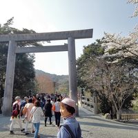 遷宮後お初のお伊勢さん詣は満開の桜の下