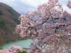 高遠城址公園の桜