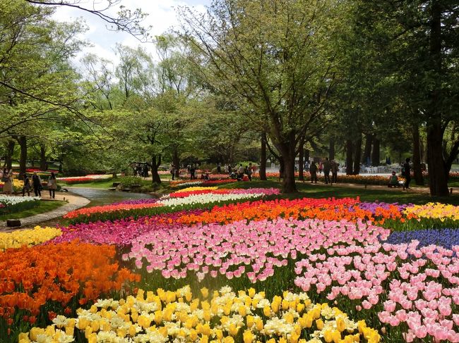 春色チューリップを求めて東京立川にある国営昭和記念公園へ行ってきました。２年ぶりの再訪です。<br />