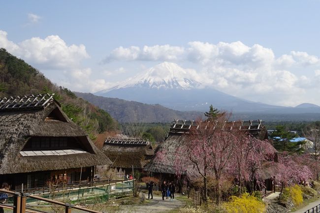 新倉山浅間公園で、富士山、五重塔、さくらの絶景を見た後、河口湖、西湖を訪れた。<br />河口湖半では、１４日からさくら祭りの予定だったが、今年の桜は異常に早く、繰り上げて１１日からさくら祭りを開催している。それでも、さくらはすでにピークを過ぎようとしていた。<br />湖畔のさくらは、富士山と素晴らしい景観を示していた。<br />西湖では、さくらと茅葺屋根群と富士山、さくらの景観を求めて、「西湖いやしの里根場」をおとずれた。<br />そこでは、富士山との日本の原風景を見ることが出来た。<br /><br />本旅行記は「新倉山浅間公園　「富士の眺め日本一」富士山、五重塔、さくら」の続きです。<br />https://4travel.jp/travelogue/11348410　<br />　<br /><br /><br />