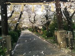 桜咲く京都：サイクリングを兼ねて京都市と向日市が隣接する歴史ある地域を訪れてみました：咲き乱れる桜がまさに満開です