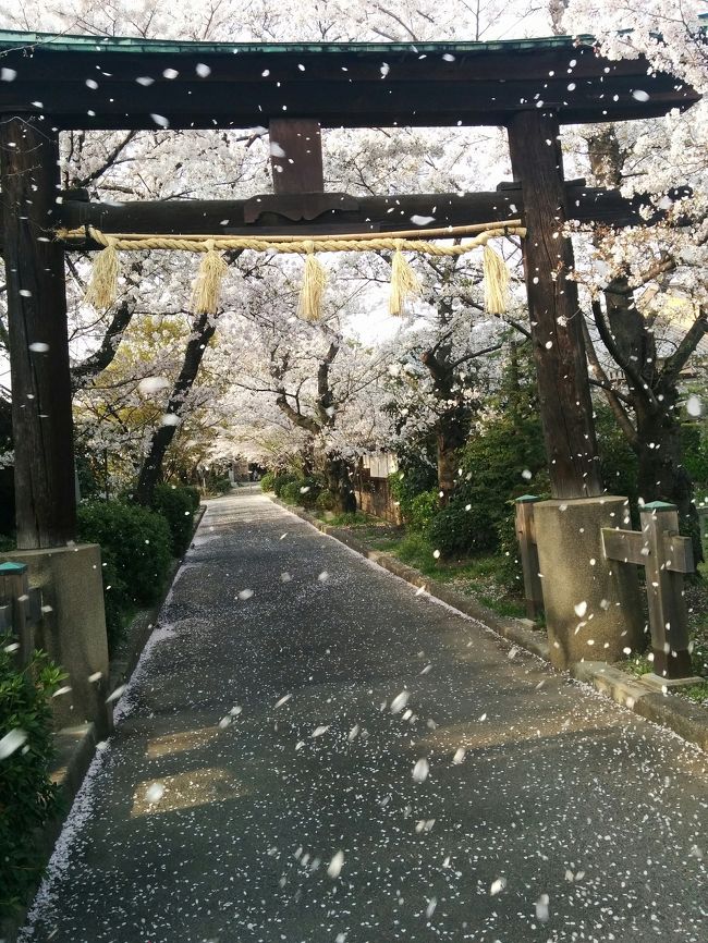 「京都市」と「向日市」が隣接する地域には、観光スポットになっていないにも関わらず、地元では愛され続けられている素晴らしい桜咲く景観の地があります。<br /><br />その地域に咲く桜を皆様に見ていただきたいとの思いからサイクリングを兼ねて訪れてみました。<br /><br />◉京都市～蔵王堂光福寺<br /><br />光福寺は、南区久世上久世町にあり「洛西観音霊場第十九番札所」になっています。<br />さらに、平安京の表鬼門比叡山に対し、裏鬼門として、王城鎮護の役割を担うお寺であったそうです。<br />光福寺は、秋は紅葉、春は桜がとても綺麗なところです。<br />観光化していないところが地域住民に親しまれている光福寺です。<br /><br />◉向日市～向日市体育館周辺<br /> <br />向日市は、延暦3年(784年)、日本の首都が奈良の平城京から向日市・乙訓の地に遷された歴史ある地域です。<br />その後、平安京へ移されるまでの10年間、桓武天皇が思い描いた都の姿の跡が、この向日市にあります。<br />訪れた向日市体育館周辺は、桓武天皇が平安京に遷都する前の2年間、仮の内裏として住んだ東院の離宮跡があった場所です。<br />その周辺は桜がとても綺麗で咲き乱れ、地域の憩いの場になっています。<br /><br />＝＝＝＝＝＝＝＝＝＝＝＝＝＝＝＝＝＝＝＝＝＝<br />旅行記の表記写真は、「蔵王光福寺」の桜舞い散る光景の写真です。