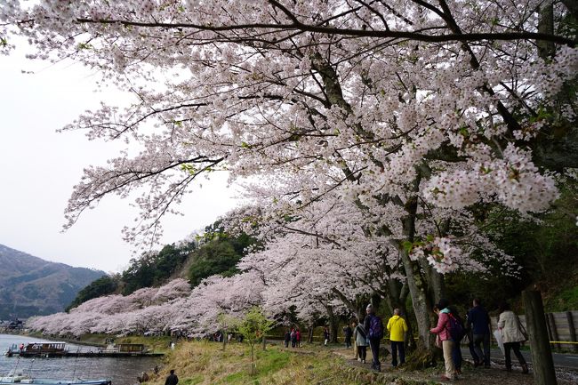 JR全線乗り放題の青春18きっぷ。本当の青春時代にやっていた1日中ひたすら乗る旅は、今となってはちょっときついかなぁ。でも、好奇心と喰い気は若いころより旺盛かも。だから乗るより降りる旅。<br /><br />今回は鉄道で琵琶湖を一周する旅。滋賀県は何度も通ったことがありますが、宿泊して観光するのは初めてかも。桜の名所に古い町並み、新鮮な琵琶湖の幸に日本で唯一淡水湖にある有人島。1泊2日の短い旅ですが、旅行記は3編にわたる長編になってしまいました。<br /><br />【旅程】<br />○2018年4月7日(土)<br />岡山駅6:14(山陽本線)7:47姫路駅8:09(山陽本線・東海道本線・湖西線)10:51マキノ駅12:51(湖西線)13:01近江塩津駅13:05(北陸本線)13:14木ノ本駅15:14(北陸本線)15:28長浜駅<宿泊>三谷旅館<br />・4月8日(日)<br />長浜駅8:29(北陸本線)8:38米原駅9:00(東海道本線)9:26近江八幡駅9:40(近江鉄道バス)10:12堀切港(おきしま通船)沖島(沖島通船)堀切港16:29(近江鉄道バス)17:09近江八幡駅17:24(東海道本線)17:31野洲駅17:58(東海道本線・山陽本線)20:04姫路駅20:36(山陽本線)22:03岡山駅<br /><br />【乗車メモ】<br />○列車乗車距離 617.3km(2日間)<br />○青春18きっぷお得額 普通運賃10,150円−2日分4,740円=5,410円
