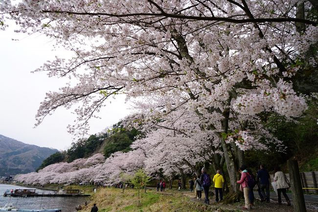 ＪＲ全線乗り放題の青春18きっぷ。本当の青春時代にやっていた1日中ひたすら乗る旅は、今となってはちょっときついかなぁ。でも、好奇心と喰い気は若いころより旺盛かも。だから乗るより降りる旅。<br /><br />今回は鉄道で琵琶湖を一周する旅。滋賀県は何度も通ったことがありますが、宿泊して観光するのは初めてかも。桜の名所に古い町並み、新鮮な琵琶湖の幸に日本で唯一淡水湖にある有人島。１泊２日の短い旅ですが、旅行記は3編にわたる長編になってしまいました。<br /><br />【旅程】<br />○2018年4月7日（土）<br />岡山駅6：14（山陽本線）7：47姫路駅8：09（山陽本線・東海道本線・湖西線）10：51マキノ駅12：51（湖西線）13：01近江塩津駅13：05（北陸本線）13：14木ノ本駅15：14（北陸本線）15：28長浜駅＜宿泊＞三谷旅館<br />・４月8日（日）<br />長浜駅8：29（北陸本線）8：38米原駅9：00（東海道本線）9：26近江八幡駅9：40（近江鉄道バス）10：12堀切港（おきしま通船）沖島（沖島通船）堀切港16：29（近江鉄道バス）17：09近江八幡駅17：24（東海道本線）17：31野洲駅17：58（東海道本線・山陽本線）20：04姫路駅20：36（山陽本線）22：03岡山駅<br /><br />【乗車メモ】<br />○列車乗車距離　617.3km（２日間）<br />○青春18きっぷお得額　普通運賃10,150円−2日分4,740円＝5,410円