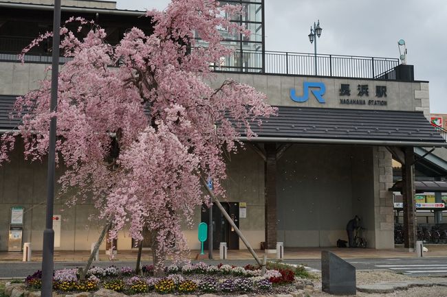 青春18きっぷで降りる旅vol.12 その1 https://4travel.jp/travelogue/11348829 からの続き。<br /><br />長浜駅で下車。かつて長浜駅からは鉄道連絡船が出ていました。歴史ある琵琶湖の港町を歩き、湖の幸を堪能しました。<br /><br />【旅程】<br />○2018年4月7日(土)<br />岡山駅6:14(山陽本線)7:47姫路駅8:09(山陽本線・東海道本線・湖西線)10:51マキノ駅12:51(湖西線)13:01近江塩津駅13:05(北陸本線)13:14木ノ本駅15:14(北陸本線)15:28長浜駅<宿泊>三谷旅館<br />・4月8日(日)<br />長浜駅8:29(北陸本線)8:38米原駅9:00(東海道本線)9:26近江八幡駅9:40(近江鉄道バス)10:12堀切港(おきしま通船)沖島(沖島通船)堀切港16:29(近江鉄道バス)17:09近江八幡駅17:24(東海道本線)17:31野洲駅17:58(東海道本線・山陽本線)20:04姫路駅20:36(山陽本線)22:03岡山駅<br /><br />【乗車メモ】<br />○列車乗車距離 617.3km(2日間)<br />○青春18きっぷお得額 普通運賃10,150円-2日分4,740円=5,410円<br />