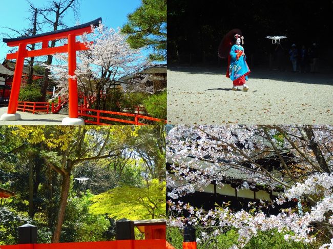 まだ３月というのに桜の花が舞い散り始めた下鴨神社の春の空にドローンが舞い上がっていく様子を見ることができました。