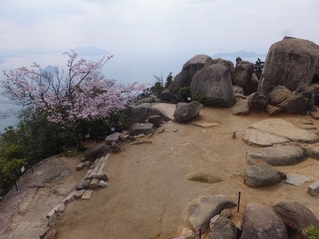 期せずして満開の桜の宮島<br />弥山山頂まで行きました