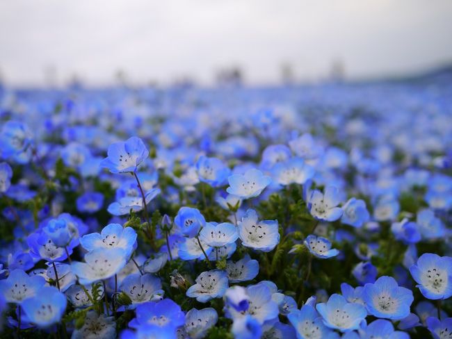 以前から見てみたかったひたち海浜公園のネモフィラ!!<br />来週見に行こうと計画していたけどどうやらもう見ごろになっているらしい...<br />見頃すぎるな~と思っていたら、予定を変更して連れて行ってもらえることに(人´з`).:*<br /><br />お天気はいまいちだったけれど、満開のネモフィラブルーは圧巻でした♪<br />来年はいいお天気の日に見に行きたいな~(*´∀`)<br /><br />※駐車場は、みはらしの丘に近い「西駐車場」にとめました。<br />15時の時点では空きもあり、すんなりとめることができました。