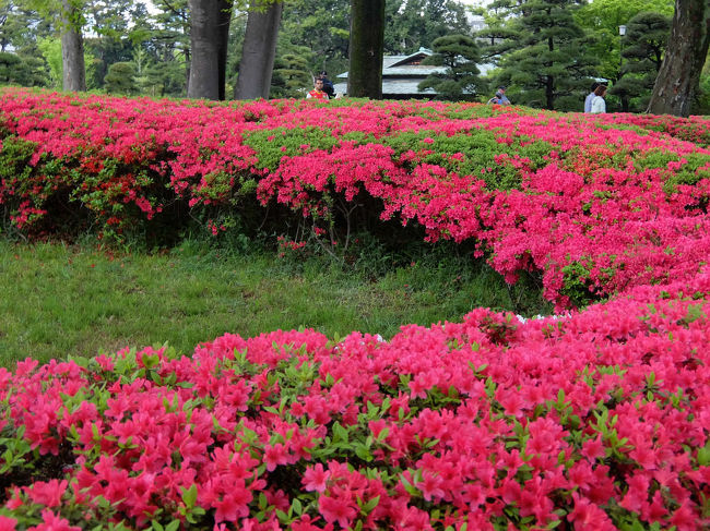 皇居東御苑は都内でも特に好きな散歩所でもあり<br /><br />花を景色を楽しめる所です。<br /><br />春のつつじも咲いて入るだろうと。<br /><br />足の調子も良くなってきたので　二年ぶりの訪問です。<br /><br />昭和４３年皇居附属庭園として整備　完成　１０月１日から<br /><br />宮中行事に支障のない限り一般公開されています、<br /><br />金曜日　月曜日はお休みです。