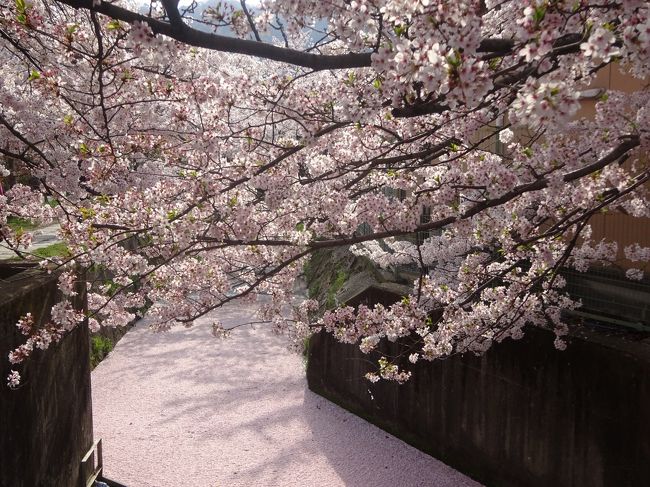 さくら吹雪に散る椿、京都「哲学の道」2018