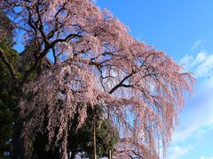 福島　桜めぐり～霞ケ城公園、合戦場のしだれ桜、人待地蔵桜、中島の地蔵桜