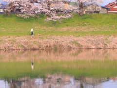 宮城　桜めぐり～白石城、白石川堤一目千本桜、船岡城址公園、鹽竈神社、榴岡公園