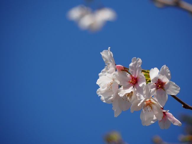 近所の公園でお花見。<br />行き帰りの道中も桜並木だったので撮影してみました。<br />青空に桜！これぞ日本の春♪