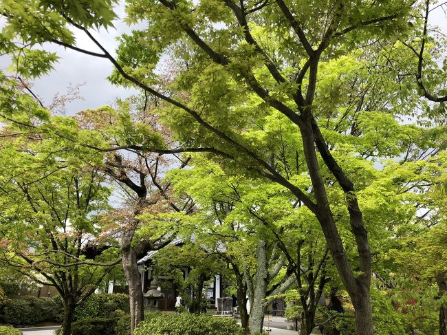 今年は桜が思いのほか早くすぎました。<br />京都の桜の名所でもある東山インクラインの桜の木もしっかり青葉です。<br /> その近く、東山ドライブウェイに入って将軍塚に行ってみました。<br /><br /> ドライブウェイとは言え、山頂までそれ程距離もなく、5分以内で着いてしまいます。<br /> 山頂には無料駐車場があり、私達が到着した時はほぼ満車状態、外国の旅行者の観光バスも2台ありました。