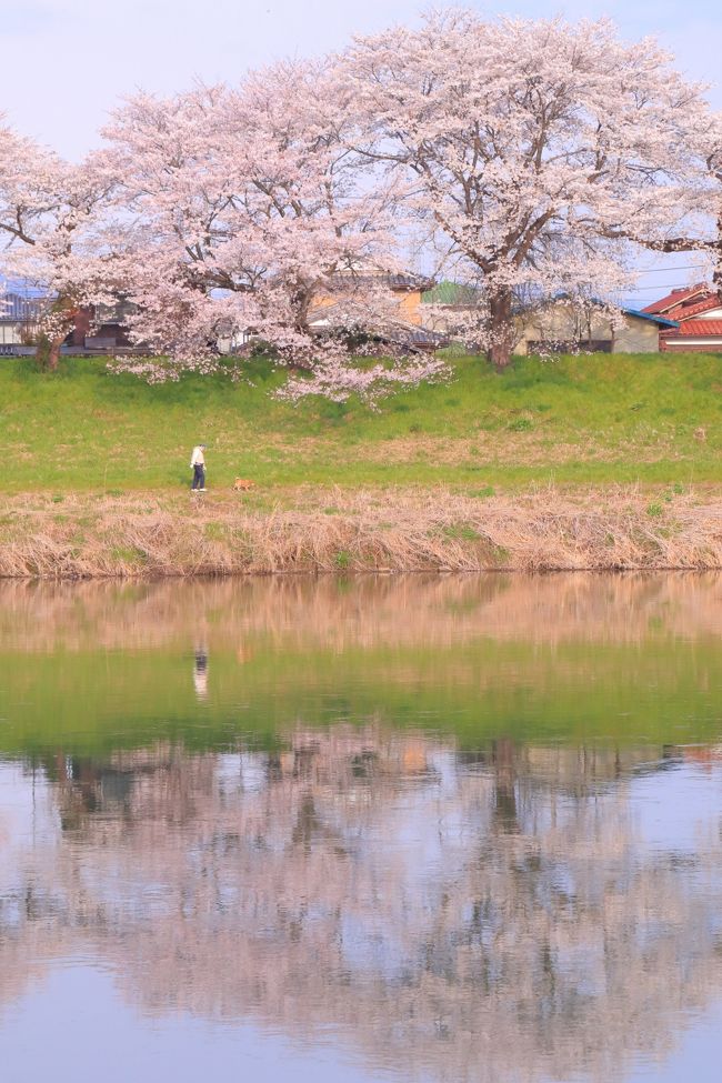 宮城　桜めぐり～白石城、白石川堤一目千本桜、船岡城址公園、鹽竈神社、榴岡公園