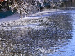 長野　桜めぐり～臥竜公園、和美の桜、高山村五大桜