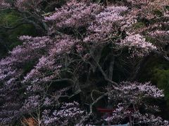 長野・福島・宮城　桜めぐり～ダイジェスト