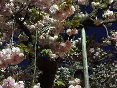 遅咲きの桜求めて造幣局