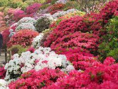 ツツジも藤の花も見頃は早そうです＠根津神社、亀戸天神