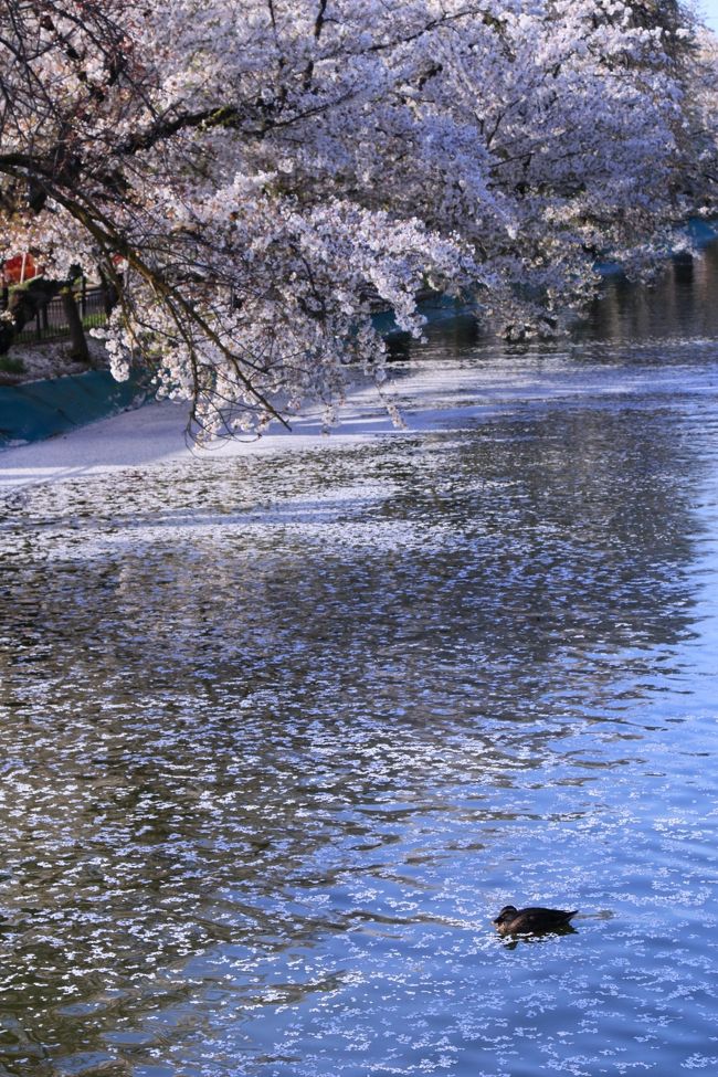 長野　桜めぐり～臥竜公園、和美の桜、高山村五大桜