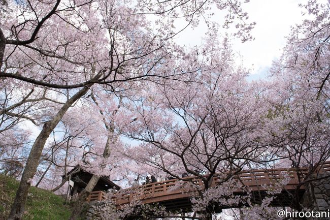 「天下第一の桜」を見に今年も高遠城址公園に行って来ました。昨年は、ツアーが空振りで、その後個人でも行きましたが、それでも満開までは見ることができませんでした。<br /><br />今年は、桜の開花の時期が昨年よりも圧倒的に早かったので、昨年よりもかなり早いタイミングで高遠城址公園を訪れました。タイミング的には、まさにぴったりで、これぞ「天下第一の桜」と呼ばれるだけの豪華なものでした。<br />来た甲斐がありました。