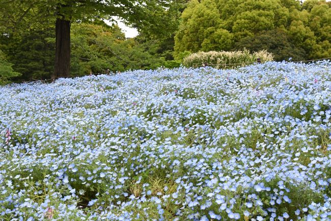 ネモフィラとチューリップの便りに誘われて昭和記念公園に行ってきました。当日は朝方、激しい春の嵐でしたが、午後になって晴れはしませんでしたが、なんとか天気も持ちこたえて春の花散歩を楽しんできました。<br />中央線は人身事故等、電車の運行障害が頻発する路線ですが、この日も西国分寺か何かで人身事故で、往路、随分と手間取ってもう行くの止めようかと思うほど大変でしたが、新宿から2時間近くかかってようやく西立川に到着しました。<br />この時期の土日祝祭日は閉園時間が18：00と1時間延長されているので、着いたのが16：00でしたが、お陰様で充分に楽しめました。<br />ネモフィラは今年は早くも見ごろとなっていて、チューリップは盛りを過ぎている状態でした。また園内各所に春の花が咲いていて、どんよりとした曇り空でしたが、華やかな感じがしました。<br />また海外からのお客様が多数来援していて、思い思いの楽しみ方をしていました。