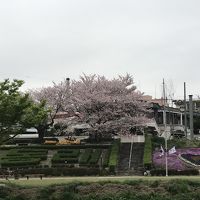 釜山・鎮海・ソウル桜巡り　その１・・・まずは温泉川の桜