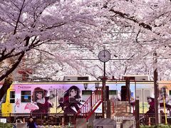 「響け！ユーフォニアム」 ラッピング電車を追いかけて満開な桜が咲き広がる京阪大津線に訪れてみた