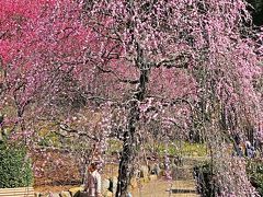 熱海梅園-1　梅まつり　日本一早咲きで有名　☆全体では七分咲きで