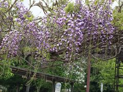 藤の花が満開の大宮花の丘農林公苑