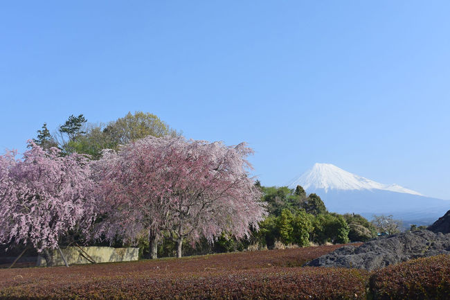 富士市内公園紹介の第8弾です。<br />「富士市総合運動公園」を紹介します。<br /> 住所:富士市中野671番地 <br />トイレ:あり<br />駐車場:あり<br /><br />=“富士市内の公園シリーズ”=<br />・富士市内公園紹介 =1.ふじのくに田子の浦港公園(2017.11.01)=<br />https://4travel.jp/travelogue/11300145<br /><br />・富士市内公園紹介 =2.広見公園(2017.11.01)=<br />https://4travel.jp/travelogue/11320054<br /><br />・富士市内公園紹介 =3.富士西公園(2017.11.06)=<br />https://4travel.jp/travelogue/11320930<br /><br />・富士市内公園紹介 =4.原田公園(2017.11.10)=<br />https://4travel.jp/travelogue/11322354<br /><br />・富士市内公園紹介 =5.大淵公園(2018.01.27)=<br />https://4travel.jp/travelogue/11325157<br /><br />・富士市内公園紹介 =6.吉原公園(2017.11.11)=<br />https://4travel.jp/travelogue/11326439<br /><br />・富士市内公園紹介 =7.米の宮公園(2017.11.18)=<br />https://4travel.jp/travelogue/11336653<br /><br />★富士市役所のHPです。<br />http://www.city.fuji.shizuoka.jp/<br /><br />★りぷす富士のHPです。<br />http://www.fuji-kousya.jp/un/index.html<br /><br />★静岡県富士水泳場のHPです。<br />http://www.fuji-pool.jp/index.html<br /><br />★富士山女子駅伝のHPです。<br />http://www.fujisan-joshiekiden.jp/<br /><br />