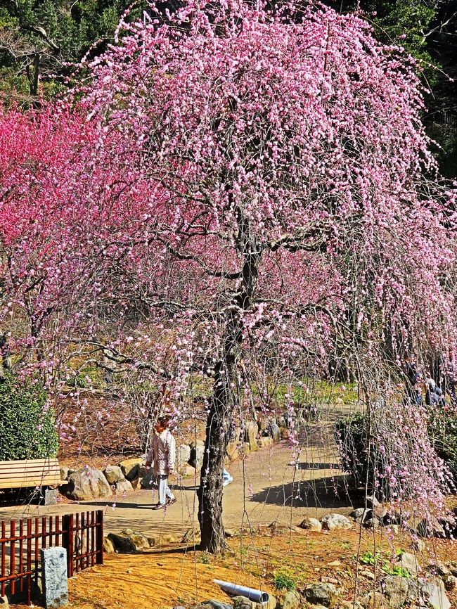 日本一早咲きと言われる熱海の梅をお楽しみ下さい。 <br />1886年（明治19年）に開園した熱海梅園は、毎年11月下旬～12月上旬に第一号の梅の花が開きます。 <br />樹齢百年を越える梅の古木を含め、59品種：472本の梅が咲き誇り 早咲き→中咲き→遅咲きと、順番に開花していくので、 お祭り期間中に梅をお楽しみ頂けます。 <br />＜開催期間＞ 2018年1月6日（土）～3月4日（日） <br />電車／JR熱海駅より伊東線3分→JR来宮駅下車→徒歩約10分 <br /><br />熱海梅園梅まつり　については・・<br />https://www.ataminews.gr.jp/ume/<br /><br />熱海梅園の歴史概要<br />本園は、市街地西側のゆるやかな山間に位置し、三方を熱函道路などの主要道路に囲まれた4.4ヘクタールの都市公園です。園の歴史は古く、横浜の豪商茂木惣兵衛が、明治19年（1886年）に2.5ヘクタール開いたのが始まりで120年以上の歴史があります。<br /><br />また、開設2年後の明治21年に皇室に献納され皇室財産となり、昭和22年（1947年）に宮内省から皇室財産税として、物納され国有財産となりました。市（当時は町）では、この園を昭和6年から昭和35年まで約29年間直接管理し、その保護に努めてきました。その間の昭和29年にこの園を風致公園として都市計画決定し、国に払下げの申請をし、昭和35年10月に熱海国際観光温泉文化都市建設法（昭和25年8月公布）により、大蔵省より熱海市に無償で払下げられました。<br /><br />それ以後園内整備をおこない昭和41年4月1日に開設し、日本一早咲きの梅、日本一遅い紅葉の名所としても全国にその名を知られています。<br /><br />平成12年9月23日、当時の森喜朗内閣総理大臣と大韓民国の金大中大統領の日韓首脳会談が熱海で行われ、翌日、両首脳が梅園内を散策し歓談された。それを記念し、平成14年8月29日大韓民国の伝統的様式と手法を取り入れた庭園が完成しました。<br /><br />また平成19年より、篤志家による寄附工事により、約120年ぶりのリニューアルを行ない、早咲きの梅を増やし、園内も明るく歩きやすくなり、モミジにも整備が行なわれました。<br />平成21年11月には、隣接する澤田政廣記念美術館と梅園とを結ぶ「梅園橋（うめぞのばし）」が完成し、正面入口も整備され、装いも新たな梅園として生まれ変わりました。<br />http://www.city.atami.lg.jp/kanko/kankoshisetsu/1001832/1001834.html　より引用<br />