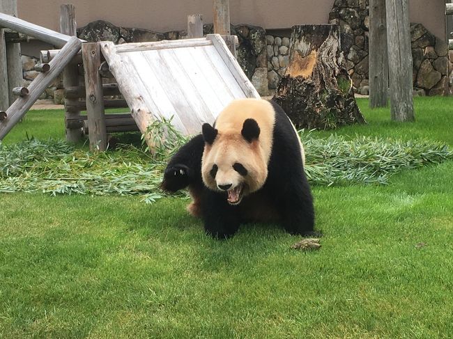 念願だったアドベンチャーワールドの浜家のパンダ達にやっと会うことが出来ました。<br />和歌山県訪問は初めてでしたが、思っていた以上に遠かったです（笑）<br />今回は１泊２日でしたが、パンダを観覧が目的でしたので、１泊でも十分でしたが、出来ればもう少しゆっくりしたかったところ。<br />２泊以上したいですね。<br />さて、新大阪駅から特急くろしお号に乗車して約２時間３０分で白浜駅に到着です。<br />ちょうど白浜駅には、「パンダ号」が停車していました！<br />行きはパンダ号に乗ることは出来ませんでしたが、帰りは運良くパンダ号に乗車出来て大興奮しちゃいました（笑）<br />今回の宿泊先はエクシブ白浜アネックスです。<br />アドベンチャーワールドのすぐ近くにあります。<br />温泉に入り、地元食材を使った和食を美味しくいただき翌日に備えます。<br />ちょうど天気予報は雨マークでして、夜は雨風が強かったですが、翌朝には止むことを祈りながら床に就きました。<br />しかし、朝はどんより曇り空。。今にも雨が降り出してもおかしくない空模様。。そしてアドベンチャーワールドに向かう頃には、雨がパラパラと降り出していました。<br />傘を持ってこなかったので、園内でパンダ柄の可愛いビニール傘を購入しました。真っ先に向かうはパンダラブ。<br />既に人集りが出来ています。雨が強く降り始めましたが、屋外では双子パンダの桜浜ちゃんが愛嬌をふりまいてお食事タイム♪<br />屋内では末っ子の結浜ちゃんがのんびりお食事タイム♪隣では双子パンダの桃浜ちゃんがお部屋の中をウロウロ。<br />次はお父さんお母さんパンダがいるブリーディングセンターに向かいました。が、良浜ママは、強い雨が降っているにもかかわらず、櫓の台の上でお昼寝タイム（笑）。隣の永明パパは、スローな動きでお食事タイムでした＾＾<br />続いて、マリンワールドでイルカの迫力あるマリンライブを鑑賞しました。イルカショーを見るのはとても久しぶりです。イルカ達のアクロバティックなキレキレな動きと人間との共演が見事でした。<br />イルカショーから戻ると雨も止みました。<br />再びブリーディングセンターに戻ると、良浜ママは起きてお食事タイム♪<br />永明パパは今度は竹をのーんびり食べていました。<br />次は、ケニア号という列車タイプの専用車に乗って、サファリワールドを１周して草食動物、肉食動物を鑑賞しました。<br />アドベンチャーワールドでは野生に近い形で飼育しているんですね。<br />トラが列車のすぐそばまで近寄ってきたので、「おおお～！」っとなりました（笑）<br />再びブリーディングセンターに戻り、良浜ママは屋外運動場清掃のため、一時バックヤードに戻っていました。永明パパはお昼寝中！<br />次は、ペンギン王国でちょうどペンギン塾を開催していたので途中から参加しました。ヨチヨチ歩きの可愛い赤ちゃんペンギンにも触らせてもらいましたが、ツルンルツンで気持ちがいい触り心地でした♪<br />他に人間みたいな仕草をする愛嬌あるチンパンジー、ちょうどカバの餌やり体験の時間だったので、カバの口の中をしっかり見ることが出来ました。<br />チンパンジーもカバもユーモアがあって可愛いです＾＾<br />最後にもう一回、パンダラブで子パンダちゃんたちを見て、お土産を買って帰途に就くという２０１８年４月アドベンチャーワールド旅行記です。<br /><br /><br /><br /><br />