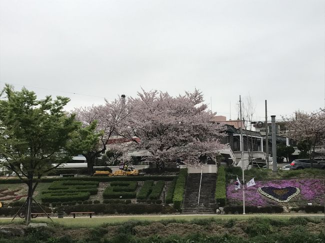 今回の旅は　桜に焦点を当てて　とにかく桜を見て回る旅にしようと思った。<br /><br />日程を決めてから　桜の開花情報ばかりが気になって　毎日インターネトで釜山や鎮海の桜の様子をうかがっていた。<br />残念なことに　行く前から桜は散り始めていた。どれだけ残っていてくれるのか・・・・<br /><br />金海空港に降り立って少しほっとした。空港から金軽鉄道で沙上へ移動中　洛東江の川岸にまだ桜並木がちゃんと残っていたからだ。満開にも見えた。実際は　かなり花弁は落ち絨毯になっていたようだが。<br /><br />ホテルは海雲台のシークラウド。コンドミニアムタイプの広い部屋だった。<br />窓から海雲台の海岸と遠くウェスタンチョスンホテル、さらに広安大橋が見える。夜はライトアップされて一層きれいだった。<br /><br />荷物を置くと地下鉄２号線でBEXCO乗り換え東海線に乗り換え　教大まで。途中　温泉川が見え橋の上からの川岸の眺めに　つい「うわっぁ」と声が出てしまう。<br /><br />教大駅から５分　温泉川の川岸はランニングロードのように整備され　ところどころに運動器具が置いてあったり、テニスコートがあったり、花壇が整備され　ゴミもなく美しく調えられて市民の憩いの場になっているようだった。<br />観光客は私たちくらいで　ウォーキングする地元の方やデートに来たカップルが歩いていた。川の中には飛び石が置いてあり　おばさん４人組は少女？に戻って楽しくしかし慎重に渡って行く。心は少女でも体はそうもいかない。<br /><br />３０分ほど川のわきの散歩道を歩き　駅に戻った。両側の桜はもうかなり散っていて　満開ならさぞかし見事だったろうにと想像しながら　花弁の絨毯の上を歩く。<br /><br />教大駅から１号線で西面に出てロッテ免税店に寄り　さらに夕食は新韓流時代という店で韓牛の焼き肉を。円卓を囲んで４人で　ターブルいっぱいのおかずを食べ肉をつつきながら　ちょっと量が少なかったかなと。やはり韓牛は高い。<br />帰り、店先にイチゴがざるに盛られて美味しそうに並んでいた。韓国はオリンピックで日本のカーリング選手が韓国のイチゴが美味しいとほめたため　イチゴの人気が上がって高くなったようだ。　それでも釜山は安いのか、採れたてのつやつやのイチゴがザル１山9000W　大きなイチゴだった。店のおばさんが　ザルごと袋に入れてくれたのにはびっくり。ザル代はいくらにもならないのだろうか？<br />さらに　通りの小さな店でイチゴのスイーツ（スポンジにイチゴと生クリームをはさんだもの）まで買ってホテルに戻る。やはり、夕食の焼肉が少なかったに違いない。<br /><br />