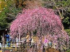 熱海梅園-5　梅まつり　園内一巡し来宮駅へ　☆しだれ紅梅も見ごろ