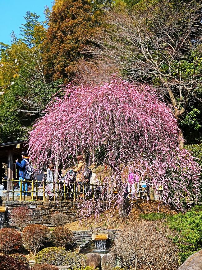 日本一早咲きと言われる熱海の梅をお楽しみ下さい。 <br />1886年（明治19年）に開園した熱海梅園は、毎年11月下旬～12月上旬に第一号の梅の花が開きます。 <br />樹齢百年を越える梅の古木を含め、59品種：472本の梅が咲き誇り 早咲き→中咲き→遅咲きと、順番に開花していくので、 お祭り期間中に梅をお楽しみ頂けます。 <br />＜開催期間＞ 2018年1月6日（土）～3月4日（日） <br />電車／JR熱海駅より伊東線3分→JR来宮駅下車→徒歩約10分 <br />平成21年11月には、隣接する澤田政廣記念美術館と梅園とを結ぶ「梅園橋（うめぞのばし）」が完成し、正面入口も整備され、装いも新たな梅園として生まれ変わりました。<br />http://www.city.atami.lg.jp/kanko/kankoshisetsu/1001832/1001834.html　より引用<br /><br />熱海梅園梅まつり　については・・<br />https://www.ataminews.gr.jp/ume/<br /><br />熱海梅園の歴史概要<br />本園は、市街地西側のゆるやかな山間に位置し、三方を熱函道路などの主要道路に囲まれた4.4ヘクタールの都市公園です。園の歴史は古く、横浜の豪商茂木惣兵衛が、明治19年（1886年）に2.5ヘクタール開いたのが始まりで120年以上の歴史があります。<br /><br />また、開設2年後の明治21年に皇室に献納され皇室財産となり、昭和22年（1947年）に宮内省から皇室財産税として、物納され国有財産となりました。市（当時は町）では、この園を昭和6年から昭和35年まで約29年間直接管理し、その保護に努めてきました。その間の昭和29年にこの園を風致公園として都市計画決定し、国に払下げの申請をし、昭和35年10月に熱海国際観光温泉文化都市建設法（昭和25年8月公布）により、大蔵省より熱海市に無償で払下げられました。<br /><br />それ以後園内整備をおこない昭和41年4月1日に開設し、日本一早咲きの梅、日本一遅い紅葉の名所としても全国にその名を知られています。<br />平成19年より、篤志家による寄附工事により、約120年ぶりのリニューアルを行ない、早咲きの梅を増やし、園内も明るく歩きやすくなり、モミジにも整備が行なわれました。<br />平成21年11月には、隣接する澤田政廣記念美術館と梅園とを結ぶ「梅園橋（うめぞのばし）」が完成し、正面入口も整備され、装いも新たな梅園として生まれ変わりました。<br />http://www.city.atami.lg.jp/kanko/kankoshisetsu/1001832/1001834.html　より引用<br />園内には梅の木が59種472本あり、楓や松、キバナアマやスイセンなど四季を通して様々な花草木を楽しむ事が出来ます。<br /> 秋から春にかけて、紅葉から梅（早咲、中咲、遅咲）桜へと移り変わりが楽しめます。　紅葉…380本　　 梅…59種472本<br /><br />