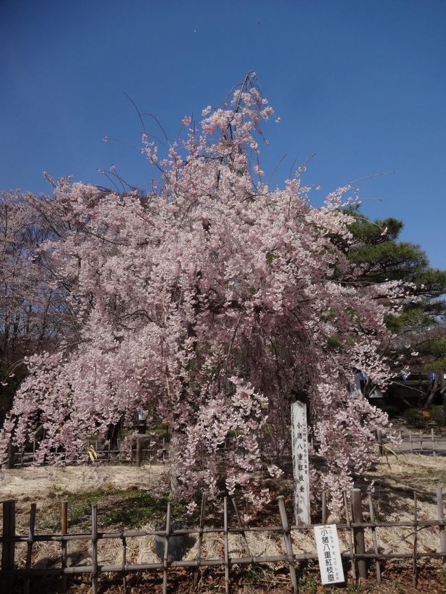 今年の春は　桜旅をしようと決めた。<br />しかし、例年にない早咲き<br />去年と2週間ぐらい違う感じだ。<br />東京でも　3月中に散ってしまうなんて　ここ数年なかった。<br />予想を超えた早咲きで　散って全滅か　良くて散り始めぐらいだ。<br /><br />桜満喫の年にしようと思ったが　ちょっと空振りの所もあった。<br />天気＝自然は　人間が左右出来るものではないし。<br />本当に予想が難しいものだ！<br /><br /><br />懐古園は　何十年ぶりの訪問<br />記憶もないぐらいだ。<br /><br />上田城に行く予定だったが　ネットで散っていると書いてあったので予定変更して　今回は見送る。<br />また、いつか行きたい！<br /><br />