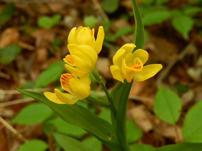 4月16日、午後2時頃に川越の森のさんぽ道に行きました。　目的はキンラン等の山野草を見るためです。　予想以上にキンランを見ることが出来ました。しかしながら、ギンランは殆ど見られませんでした。　時期が早すぎたようです。ウワズミザクラの花は殆どなくなっていました。<br /><br /><br /><br />*見られたキンラン